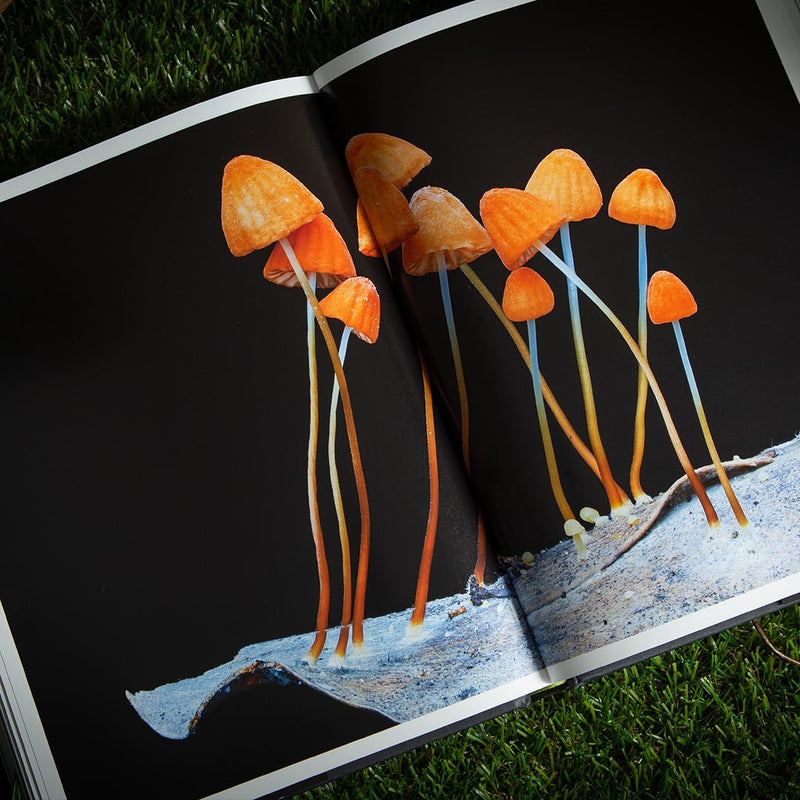 Entangled Life: How Fungi Make Our Worlds, Change Our Minds and Shape Our Futures